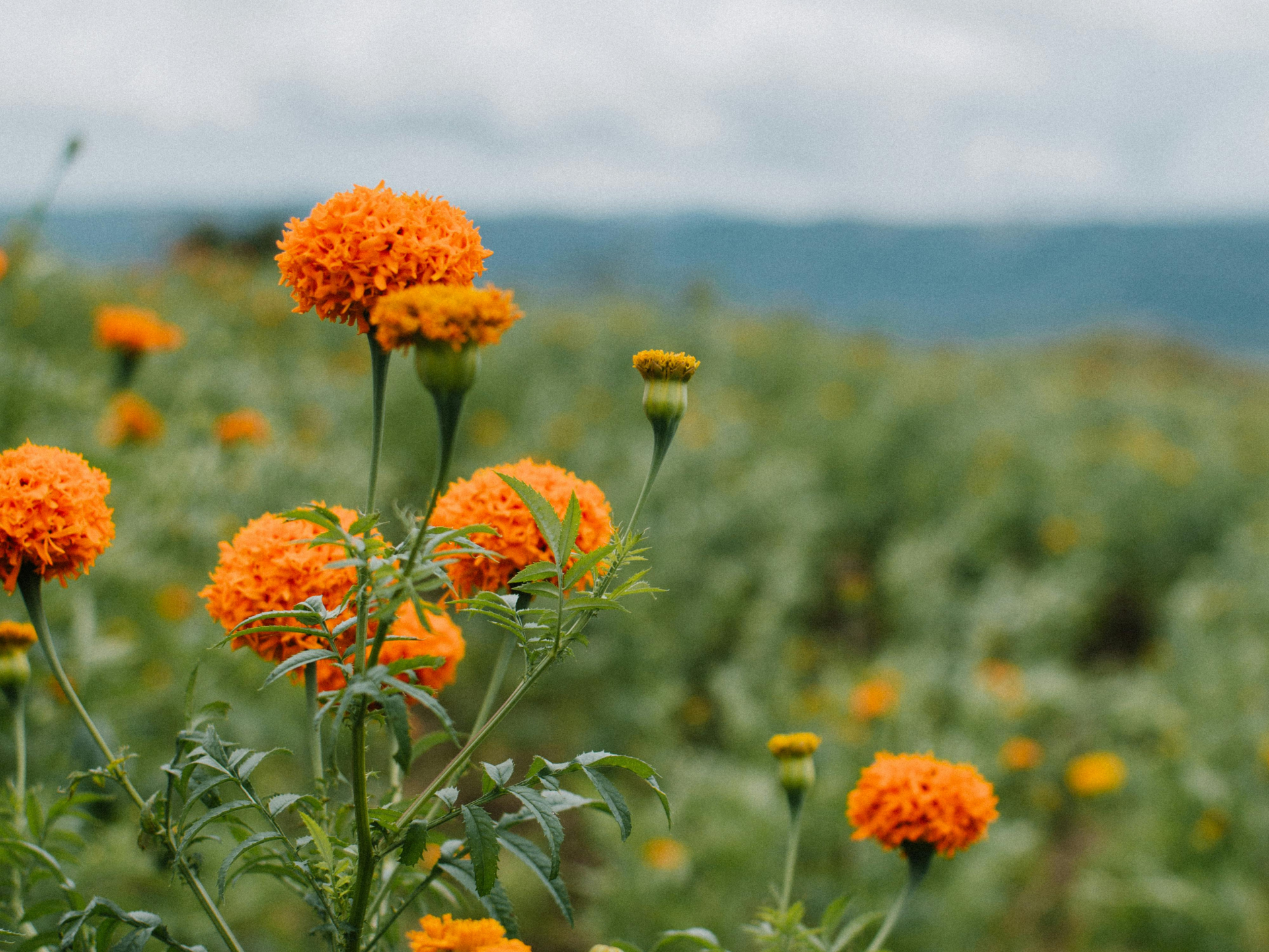 田野裡盛開著橘色的金盞花,遠處山巒在模糊的背景中若隱若現。