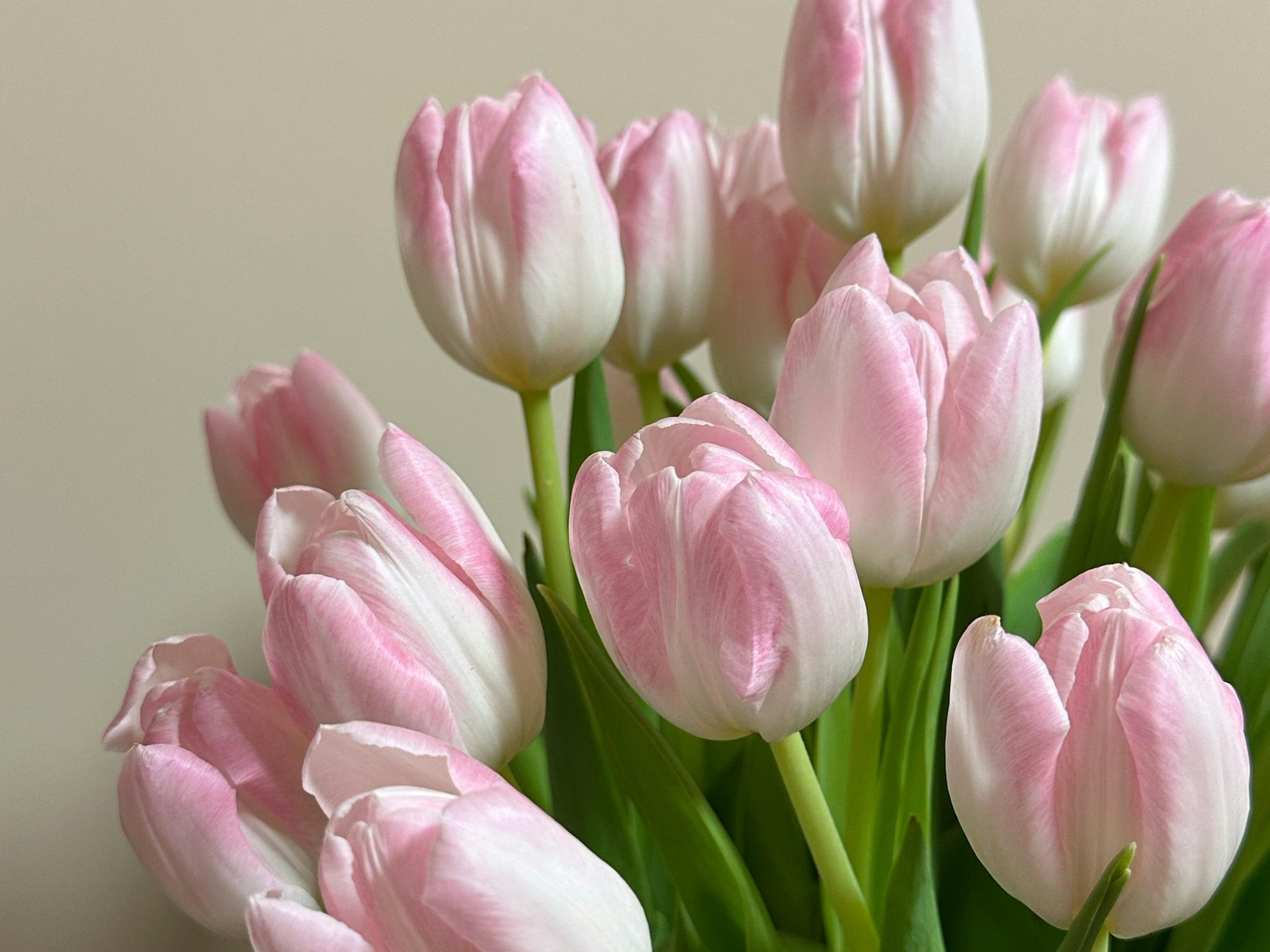 Pink and white tulips in a bouquet with green stems against a cream background.