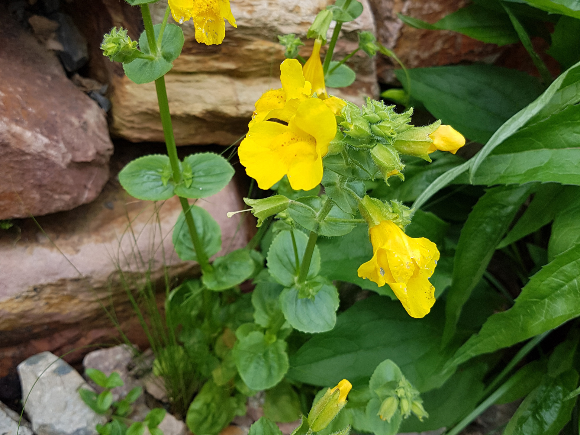 Yellow monkeyflower blooms with green stems and leaves, growing near rocks.