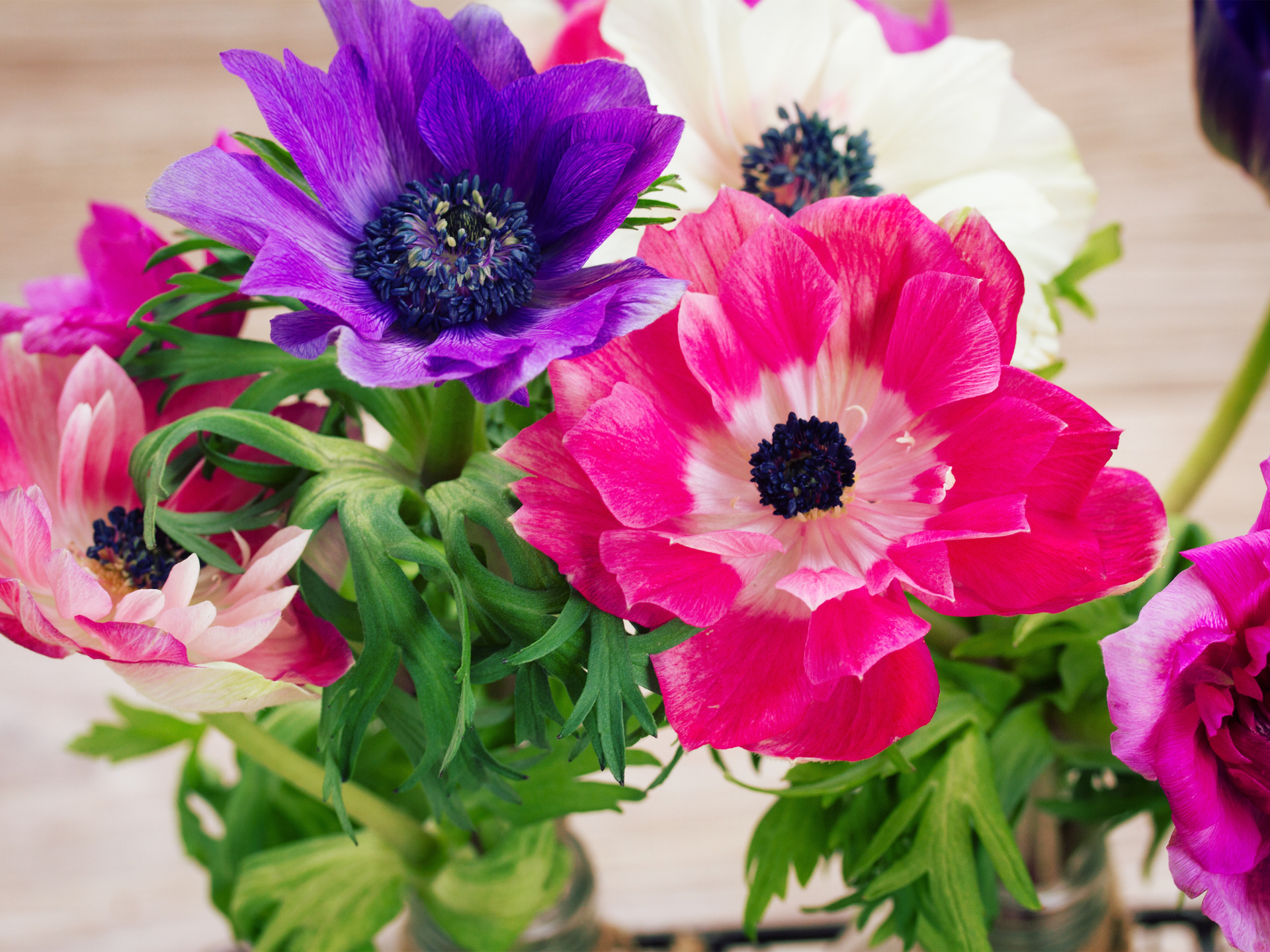 Colorful anemone flowers in shades of pink, purple, and white with dark centers.