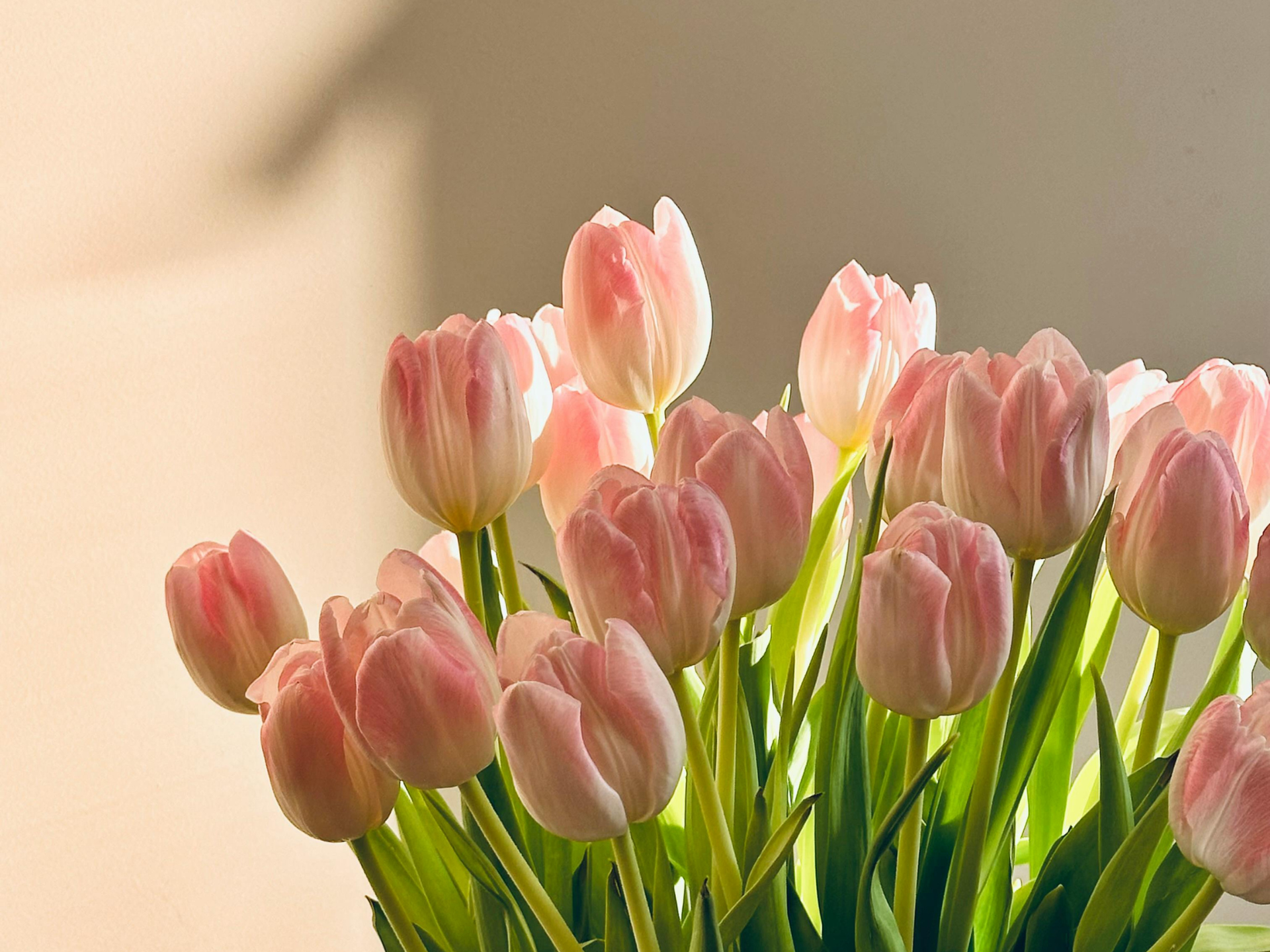 Pink tulips in a vase, close-up with soft lighting.