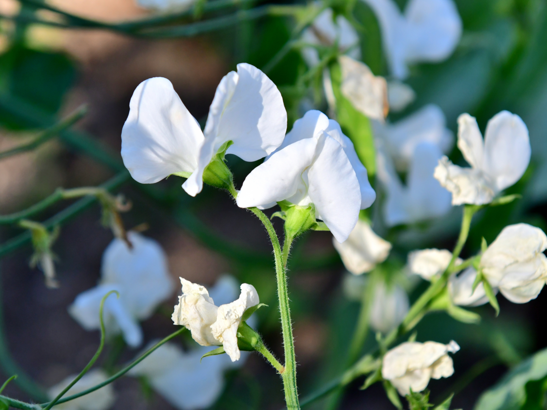 Close-up of white sweet pea flowers blooming on a green stem with more blooms in the background.