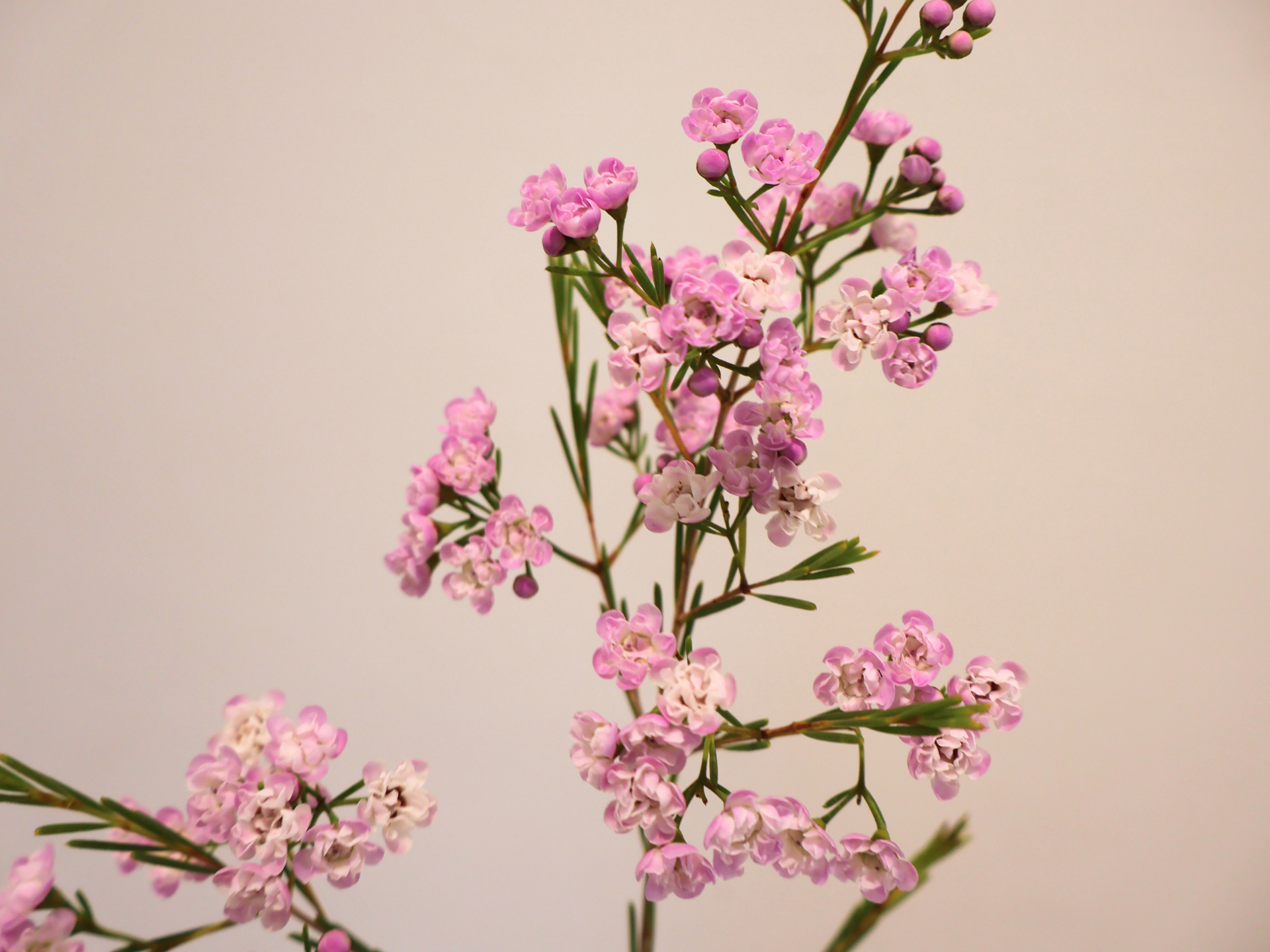 Branch of pink and white waxflower blossoms against a neutral background.