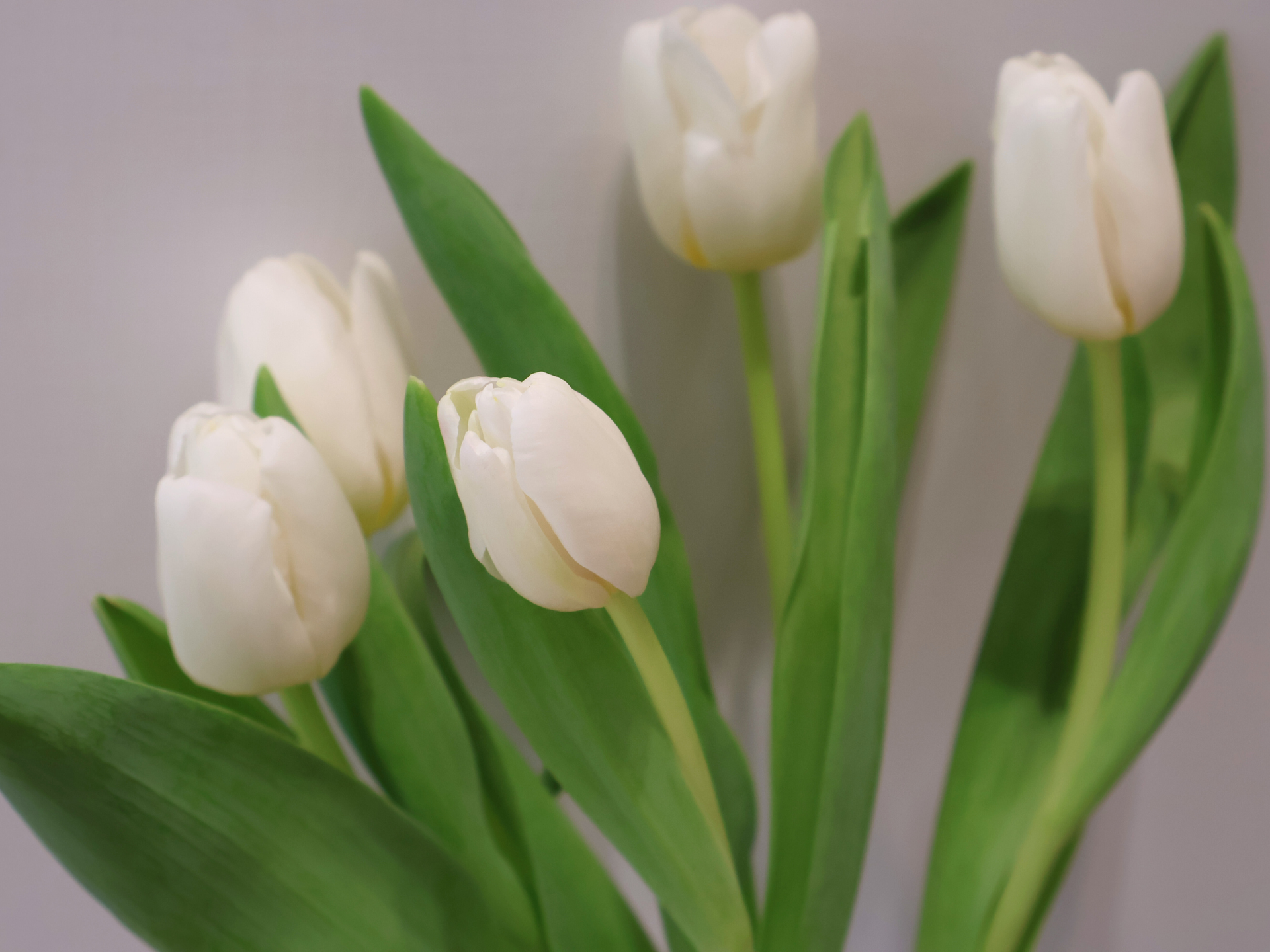White tulips with green stems and leaves against a light gray background.