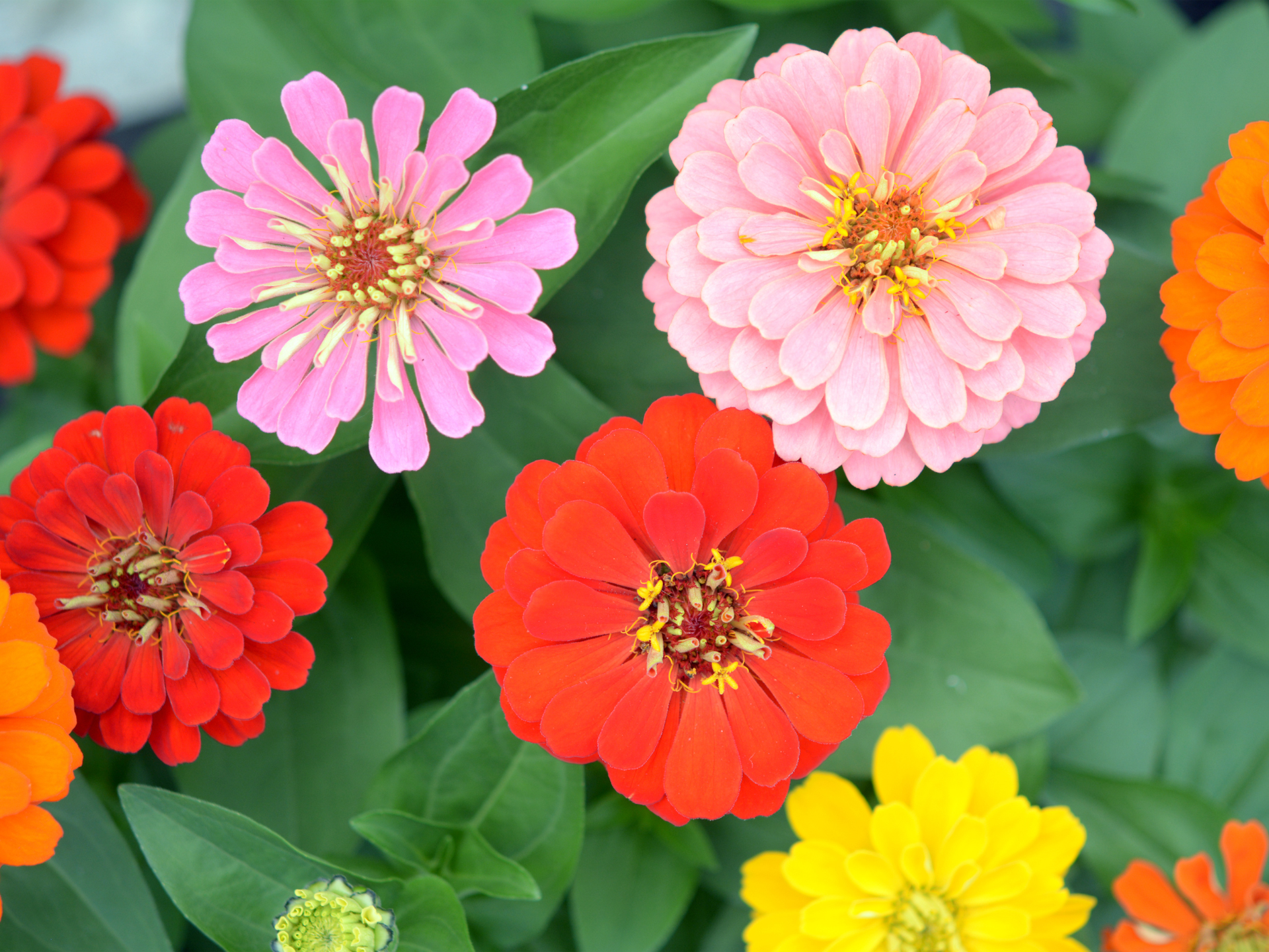 Close-up of vibrant zinnia flowers in shades of red, pink, orange, and yellow surrounded by green leaves.