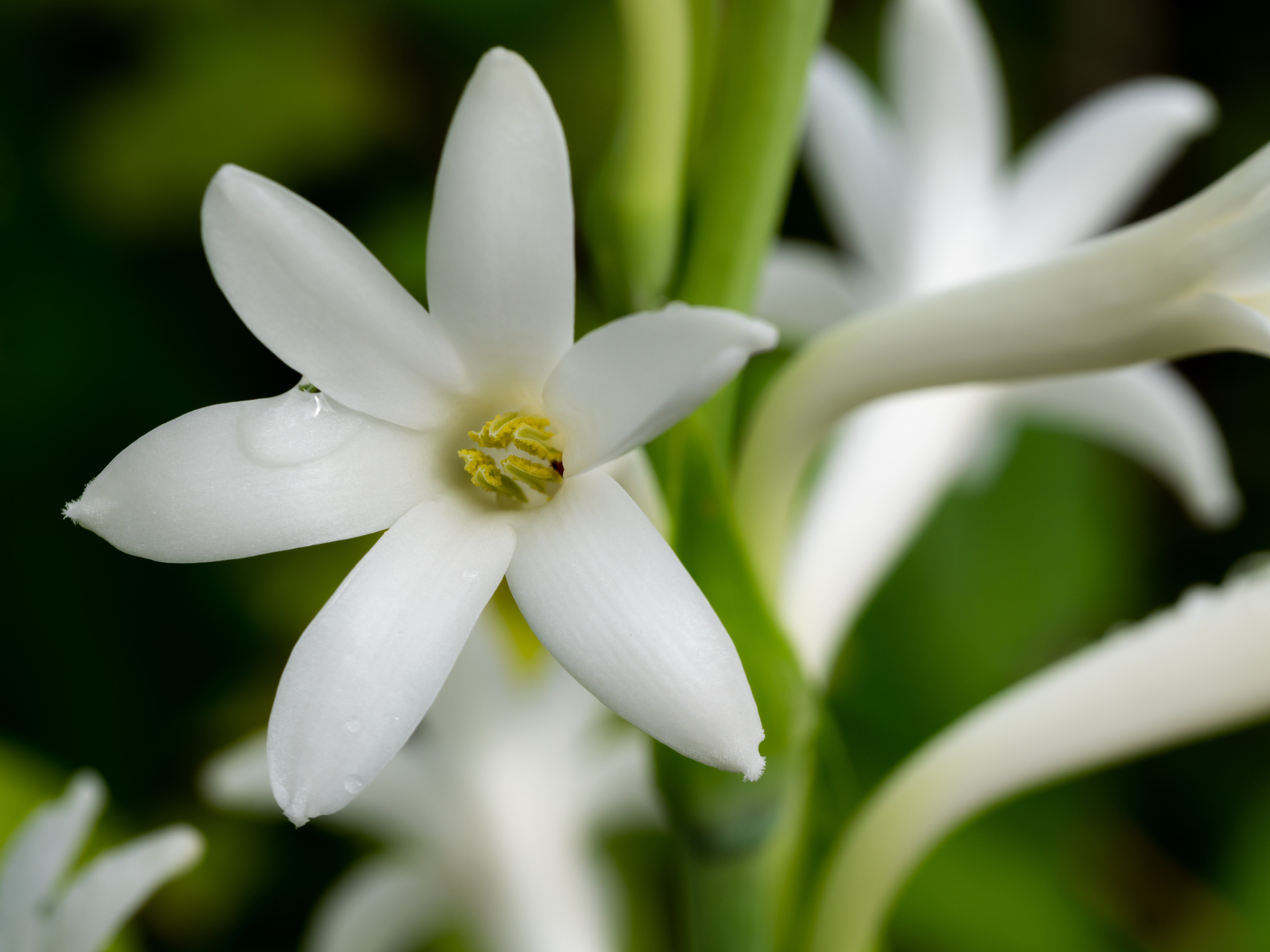 White tuberose flower with long petals, yellow center, green stem, and background.