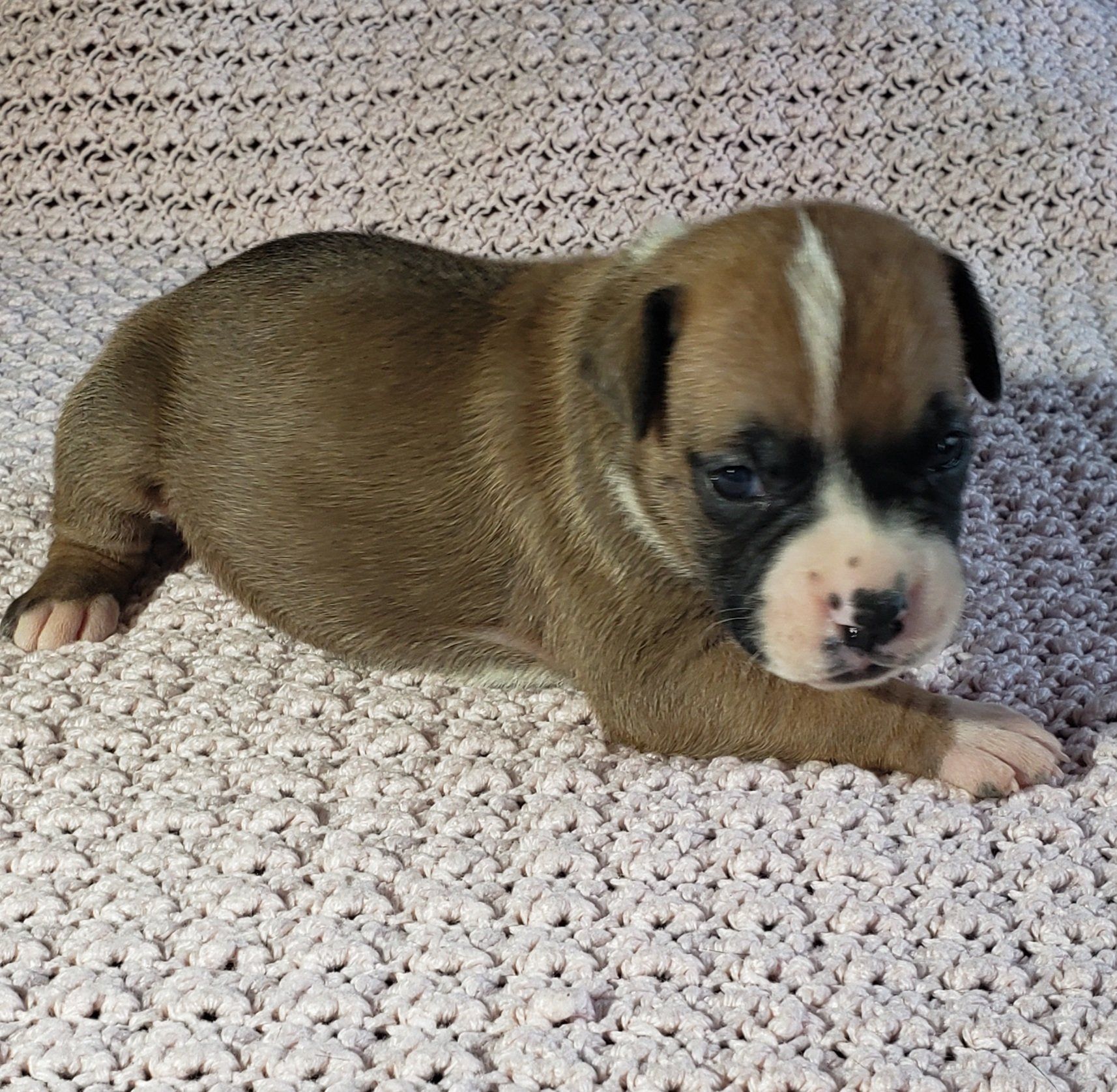 Boxer, Breeding, Puppies, Canine, AKC, CKC , Tucson, AZ