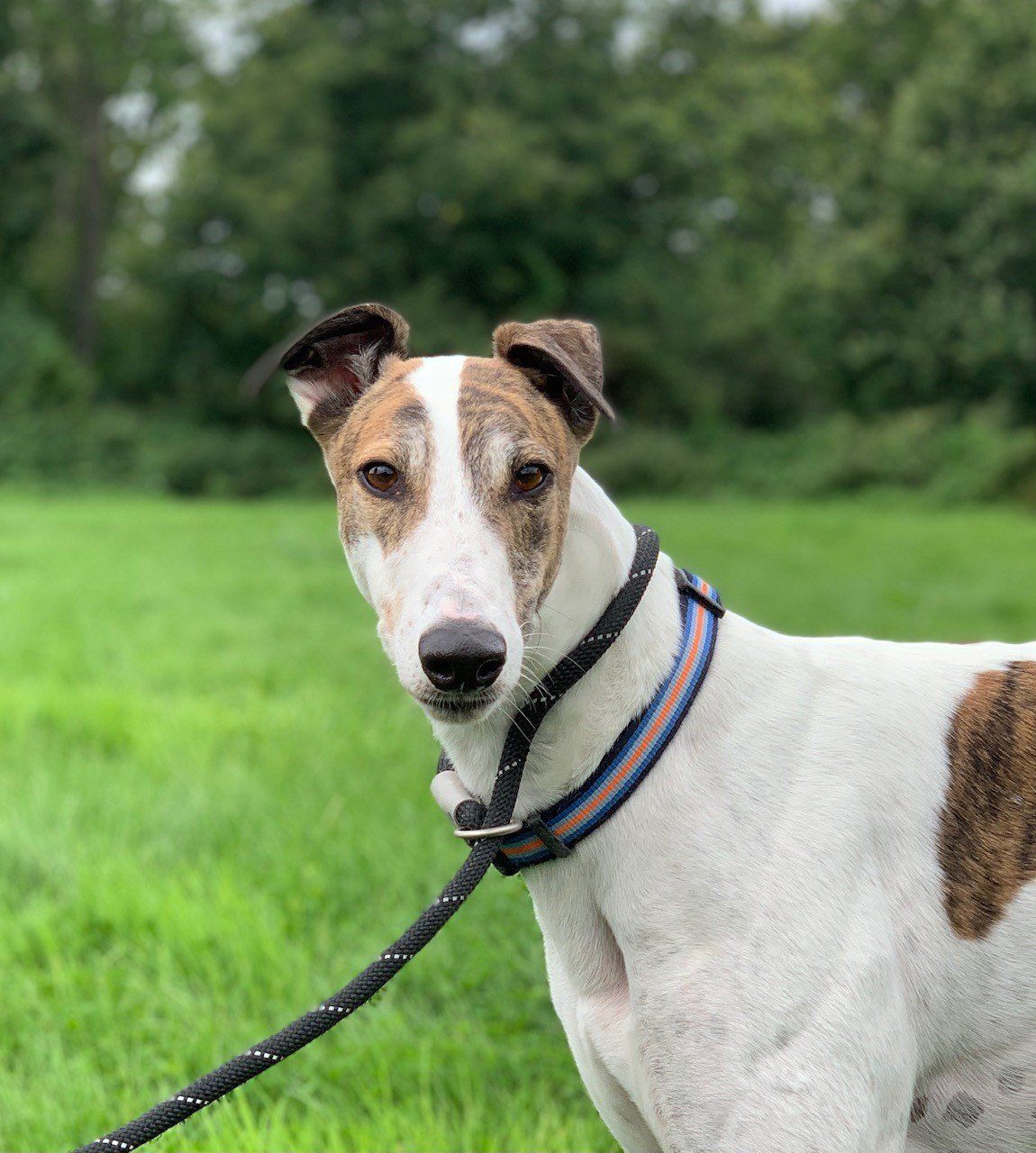 Retired Greyhound Trust Croftview Kennels Kent Adopt a Dog