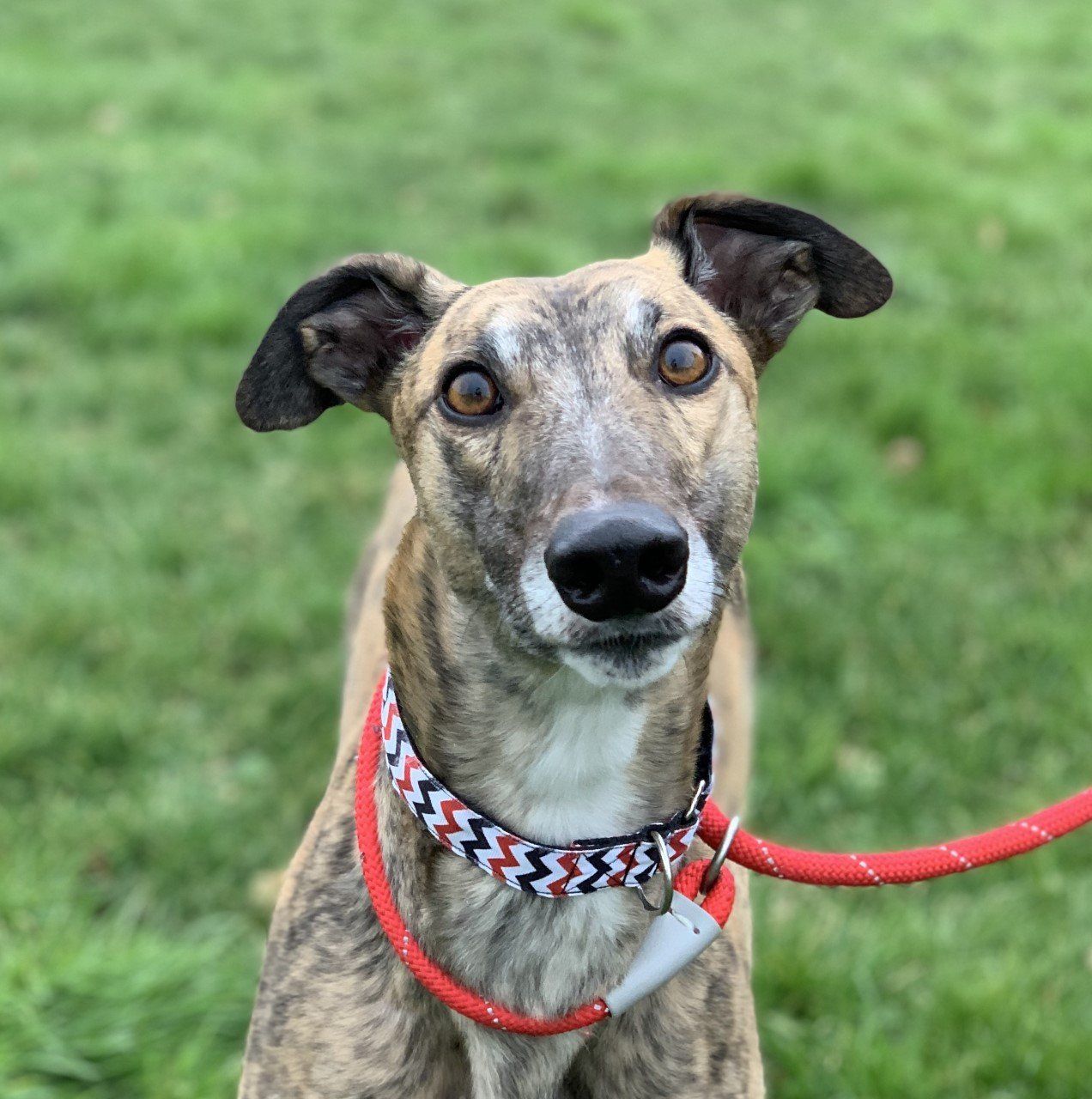 Retired Greyhound Trust - Croftview Kennels – Kent – Adopt a Dog