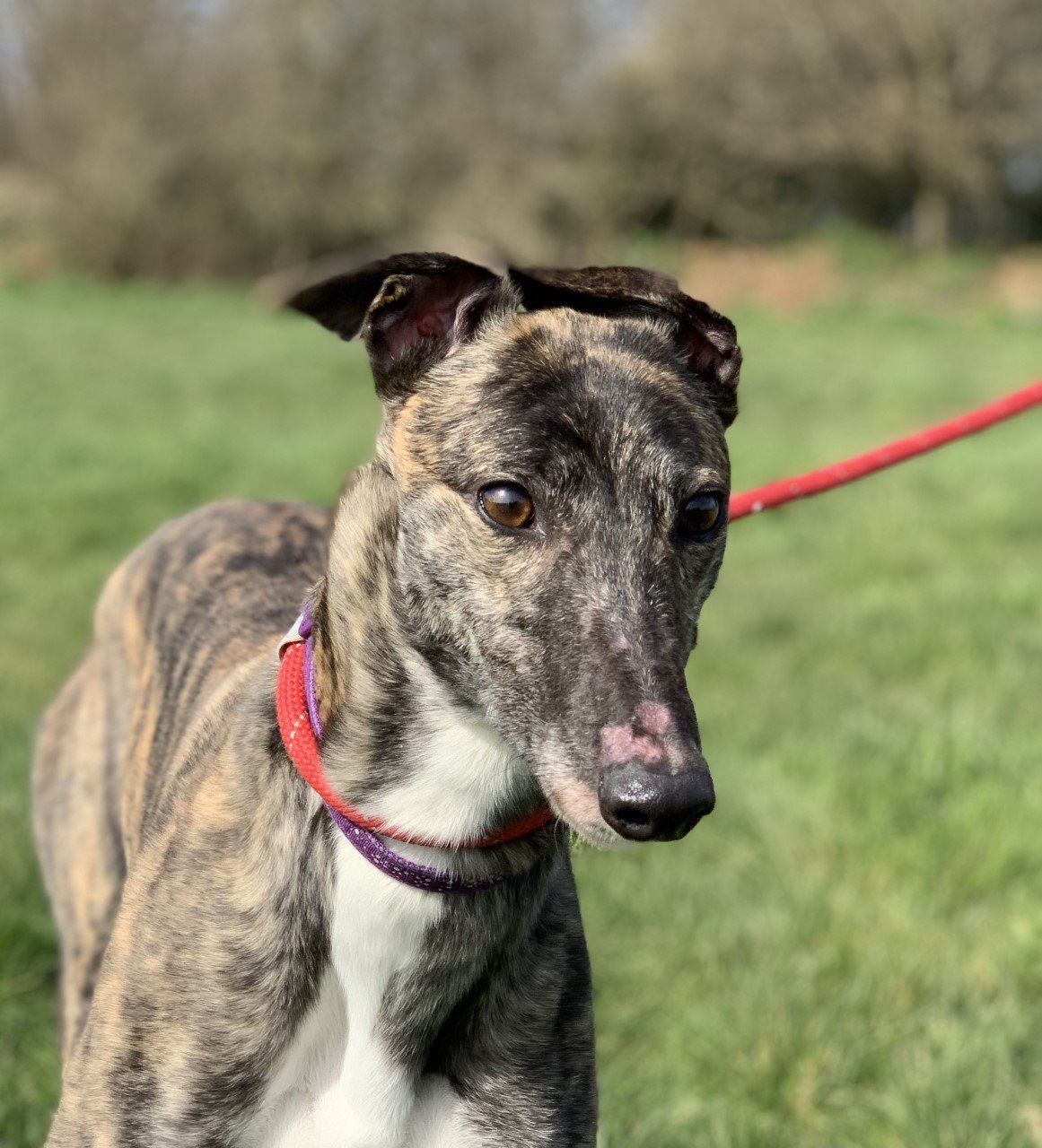 Retired Greyhound Trust - Croftview Kennels – Kent – Adopt a Dog