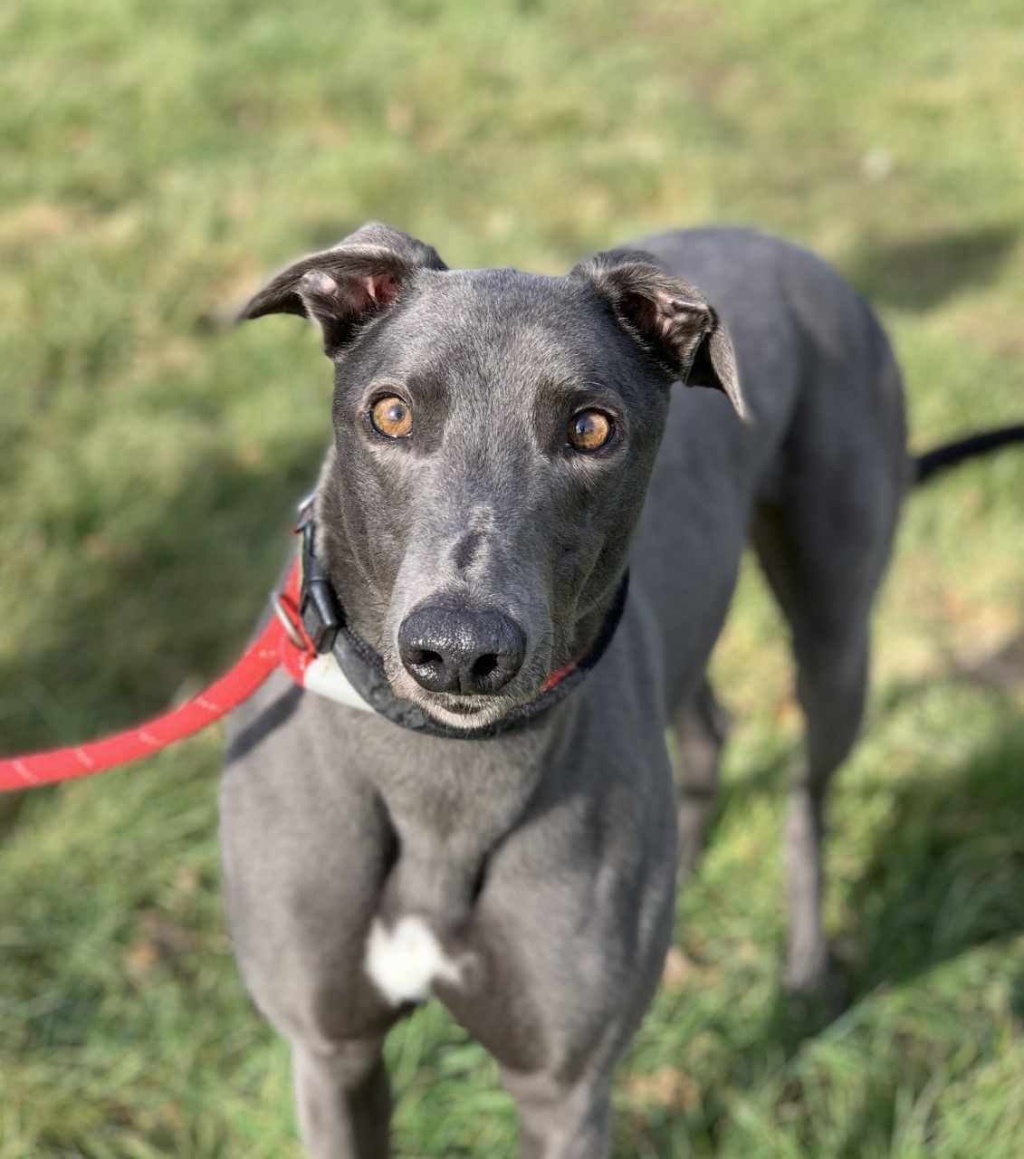 Retired Greyhound Trust - Croftview Kennels – Kent – Adopt a Dog