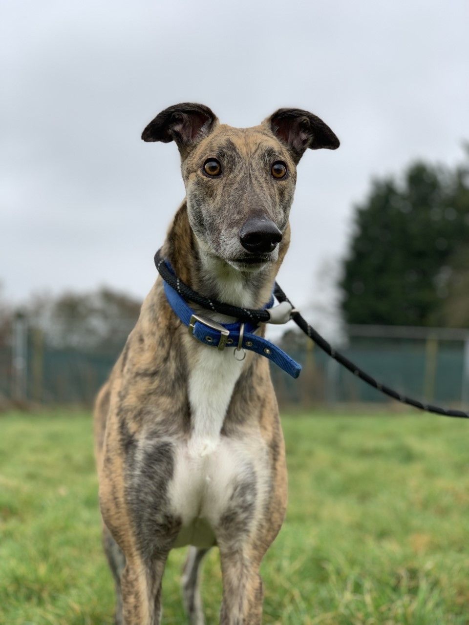 Retired Greyhound Trust - Croftview Kennels – Kent – Adopt a Dog