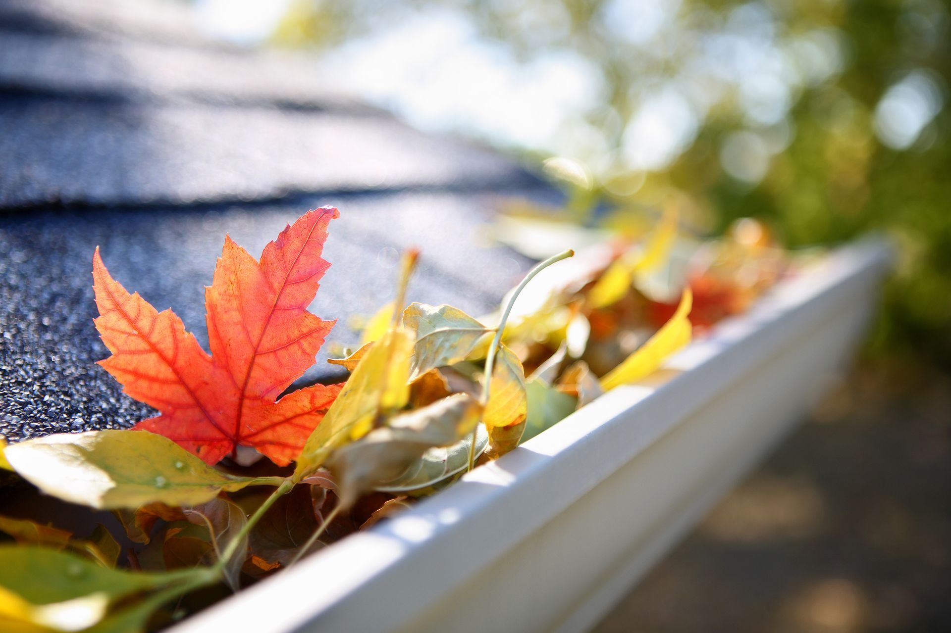 A gutter filled with leaves and a red maple leaf.