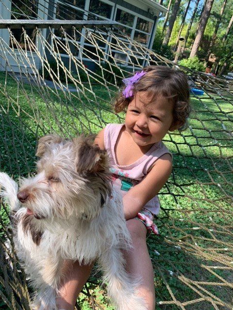 Cat and golden retriever dog lying together, both looking relaxed.