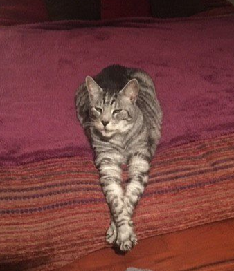 Hamster in a wooden enclosure, surrounded by wood shavings, looking at the camera.