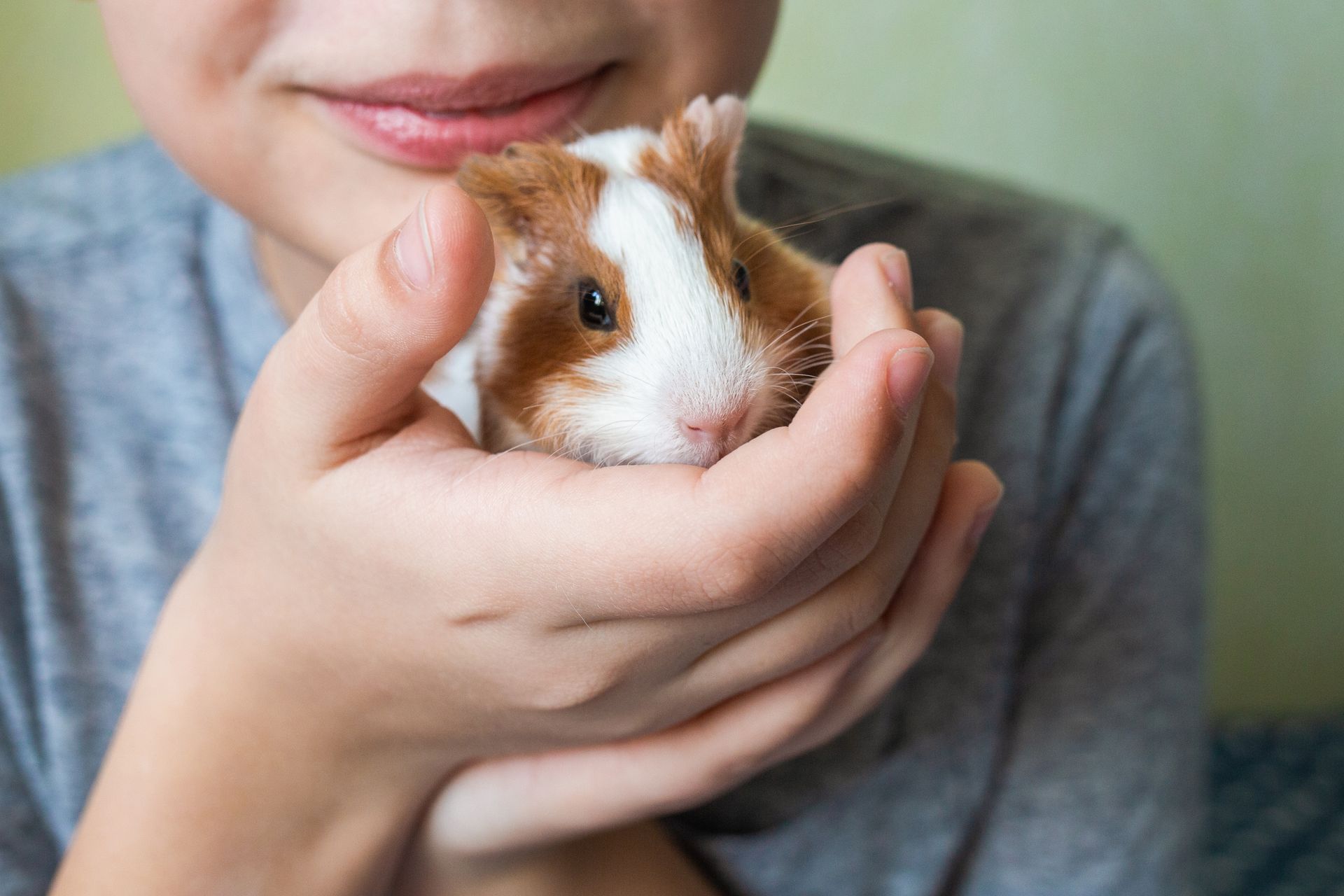 Child holding a brown and white guinea pig in both hands, close-up.