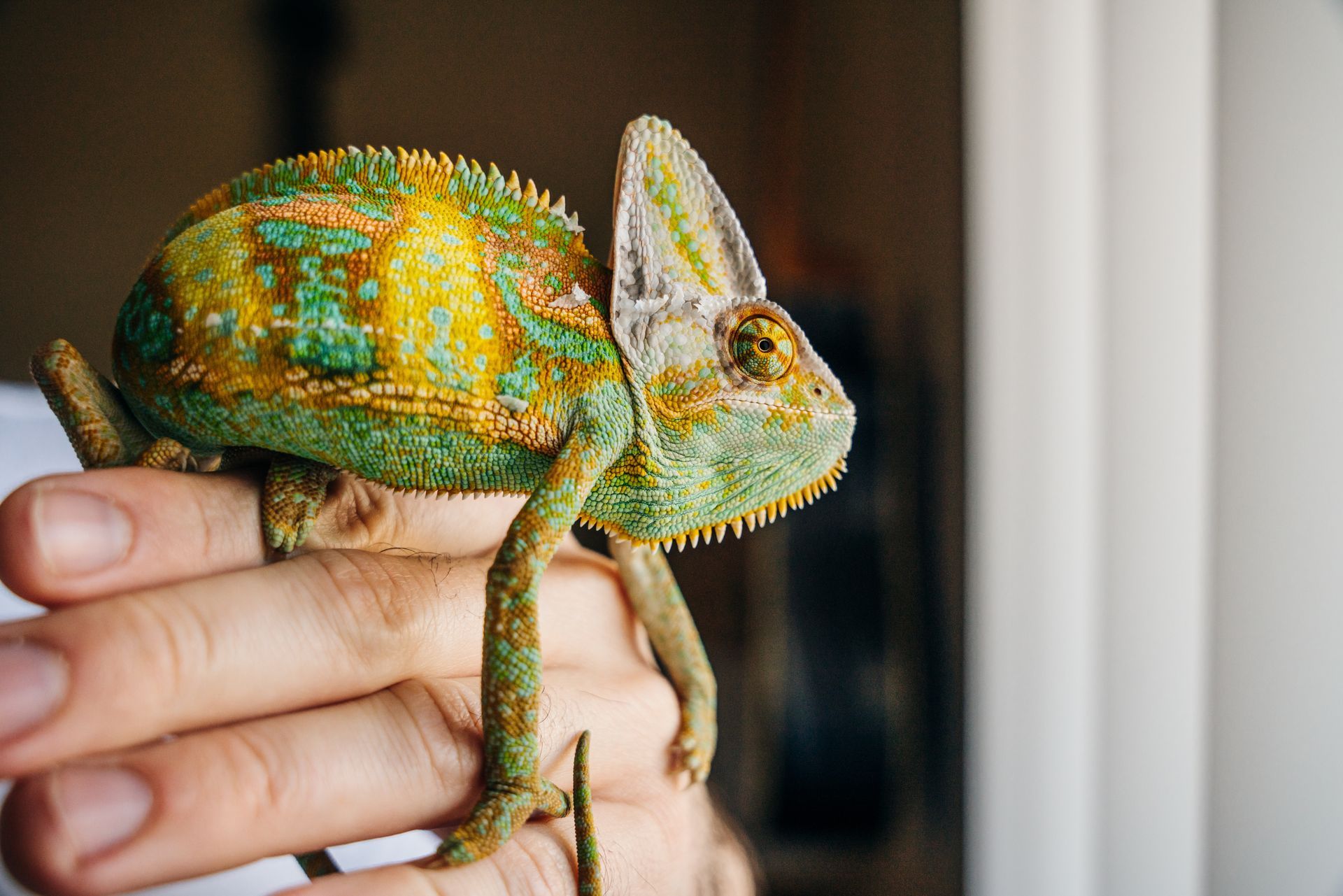 Chameleon perched on a hand, green, yellow, and brown scales.