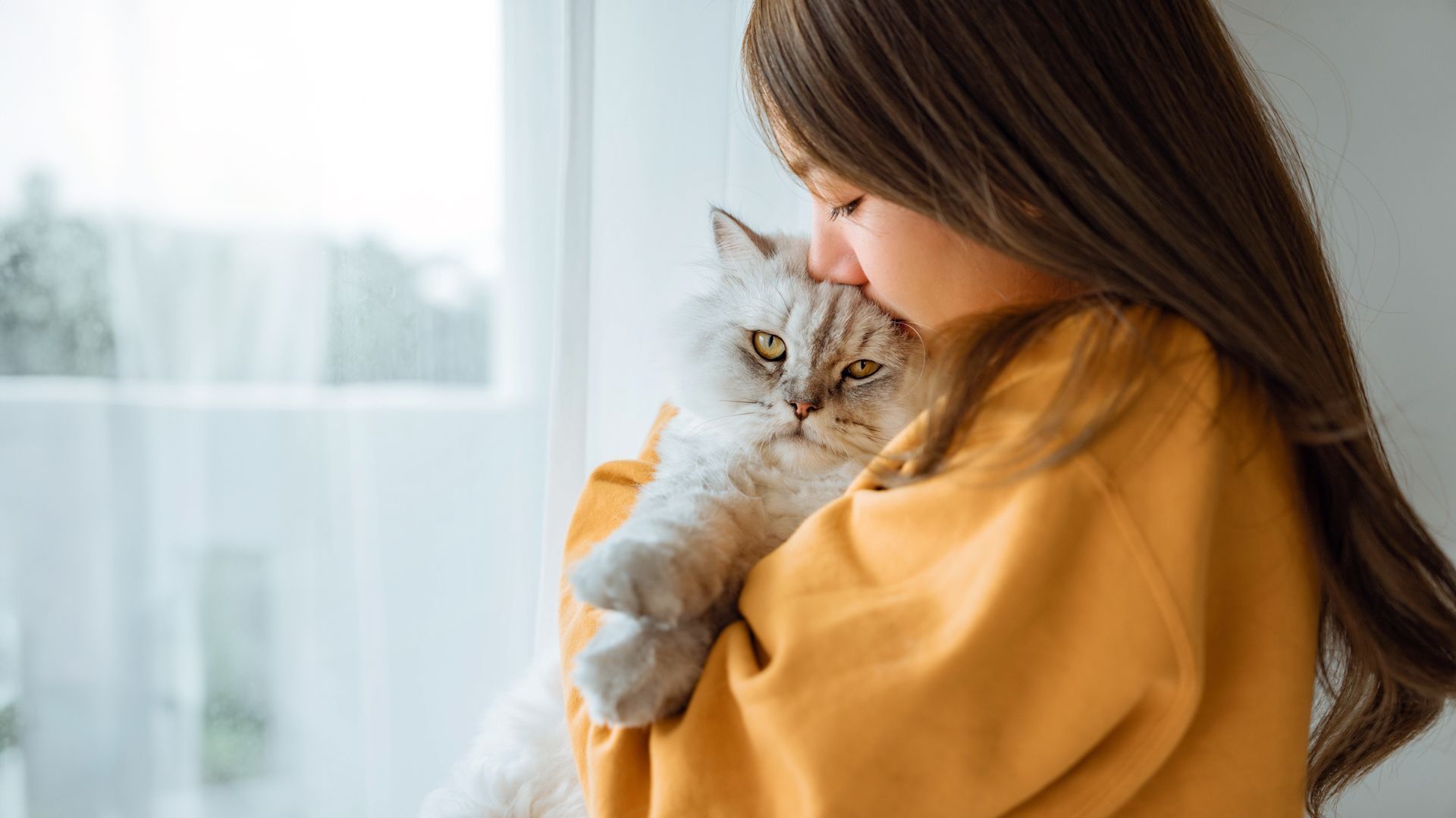 Woman in yellow sweater cuddling and kissing a fluffy gray cat by a window.