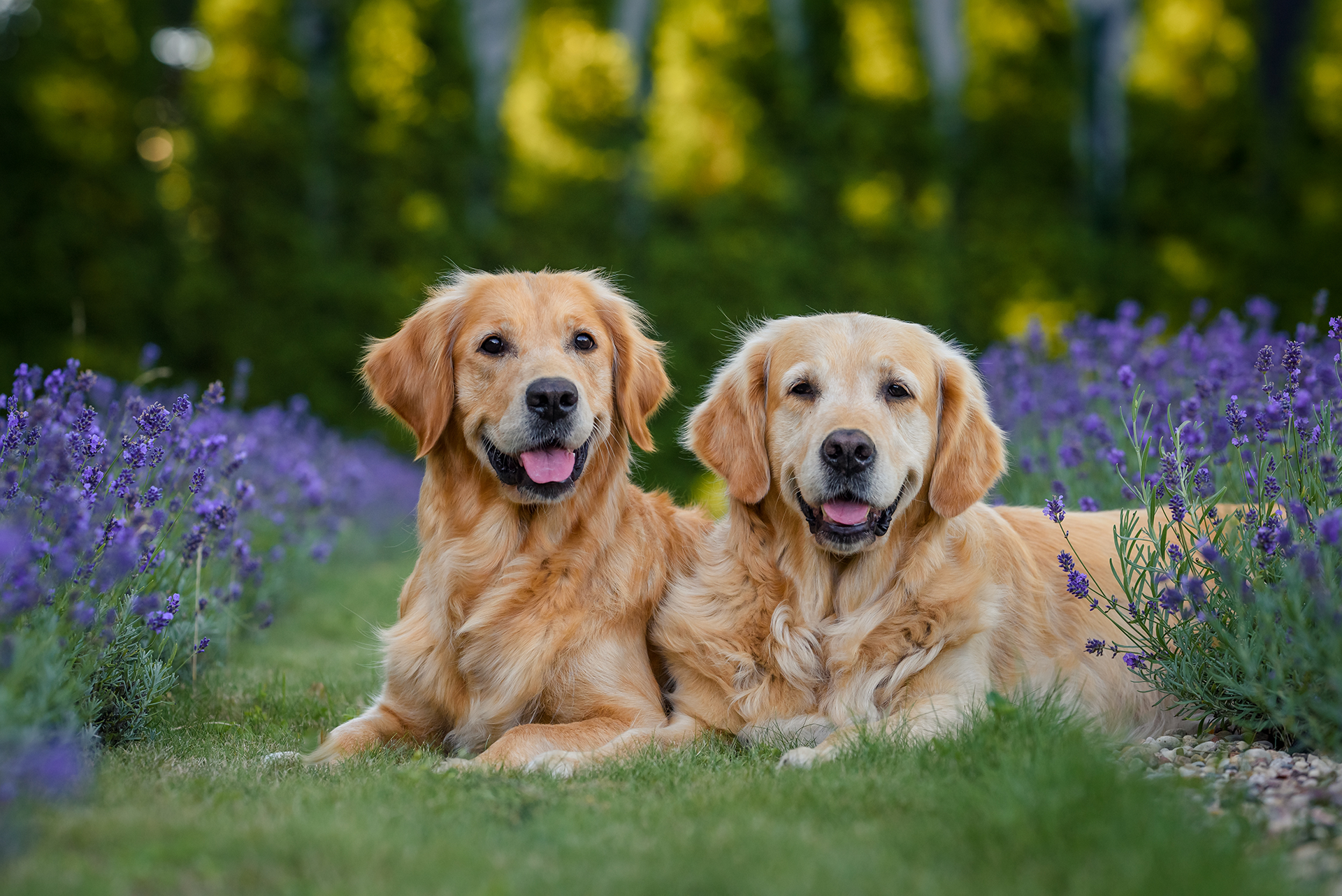 Two golden retrievers lying in grass, smiling near lavender flowers.