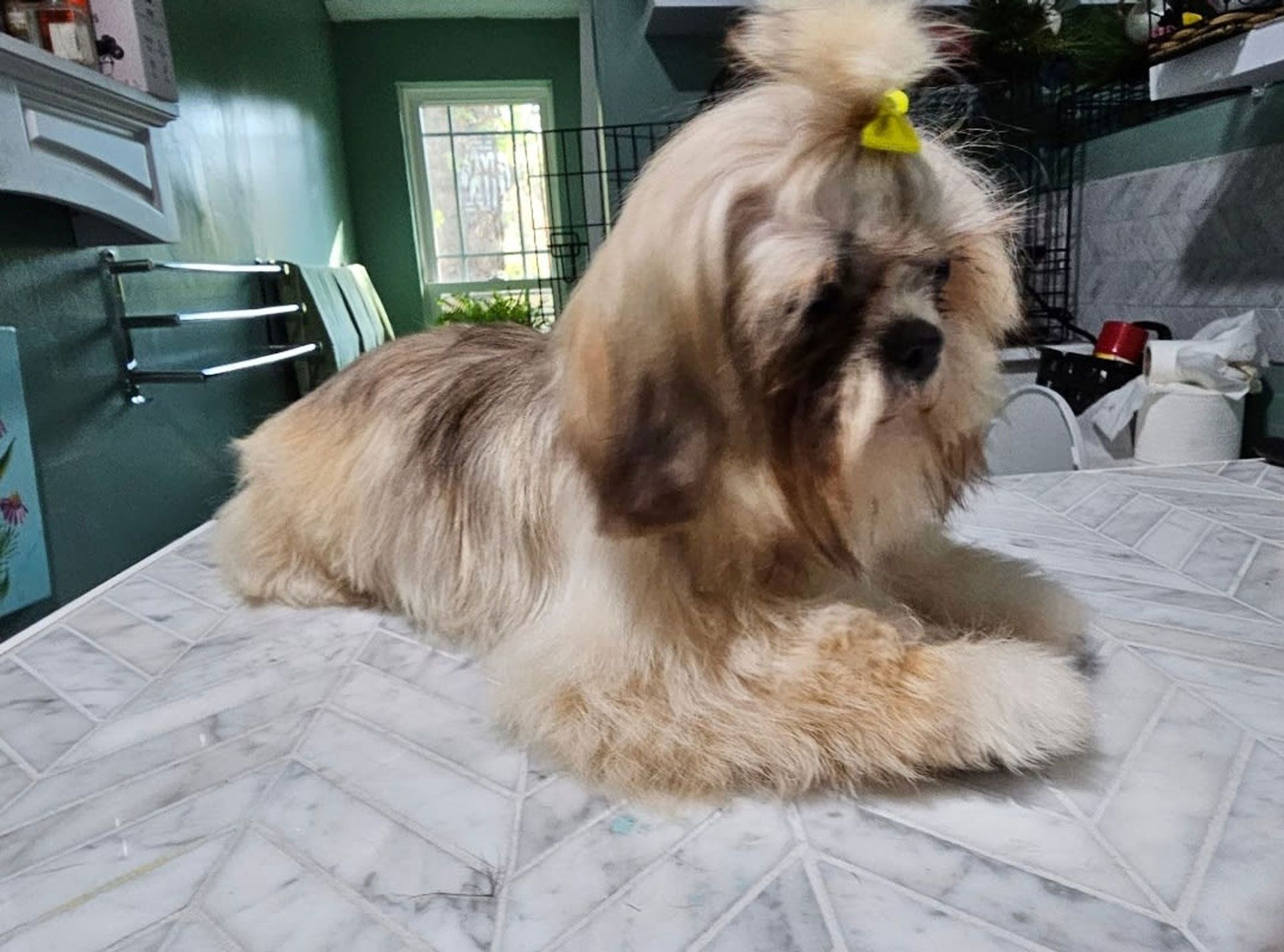 Small fluffy dog with a topknot lying on a kitchen table, facing left.