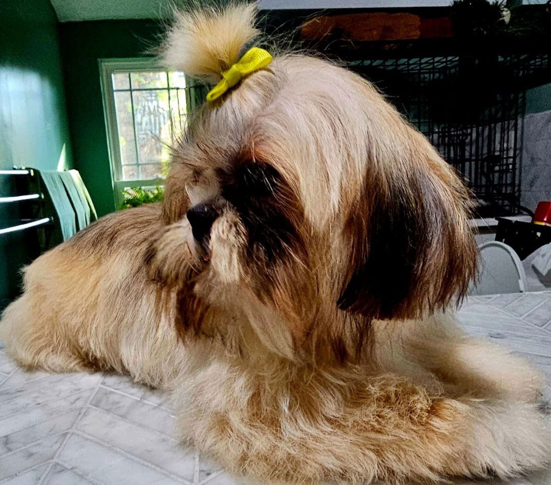 Small fluffy tan dog with a yellow bow lying on a table near a window