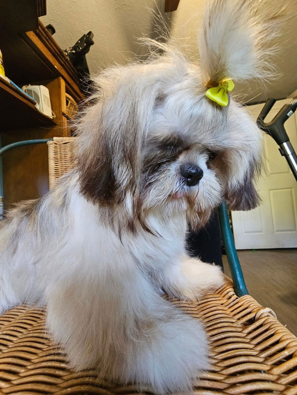 Fluffy white-and-brown Shih Tzu with a yellow bow sitting on a woven chair indoors