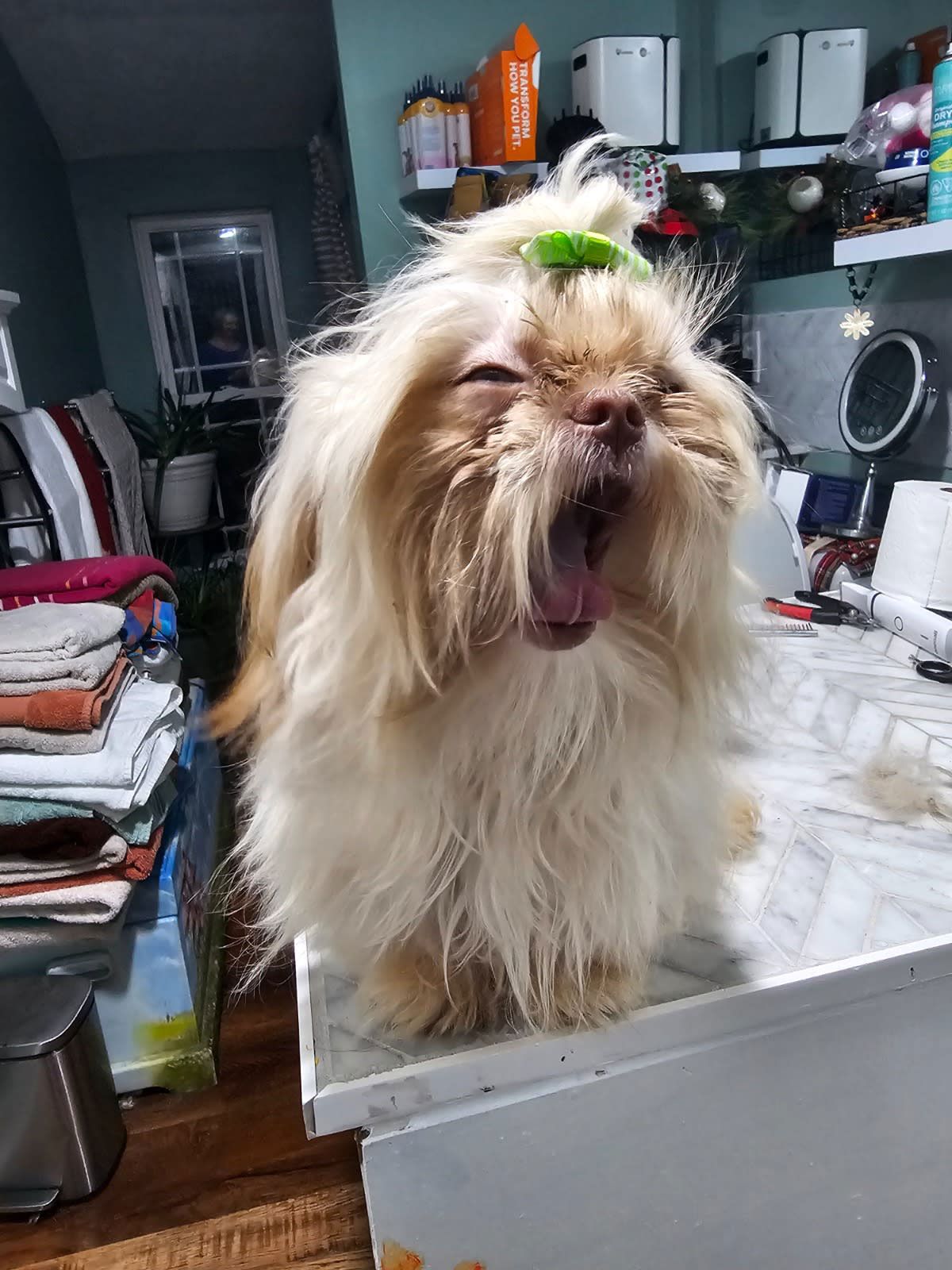Fluffy tan dog with a green bow yawning on a white counter in a kitchen cluttered with household items