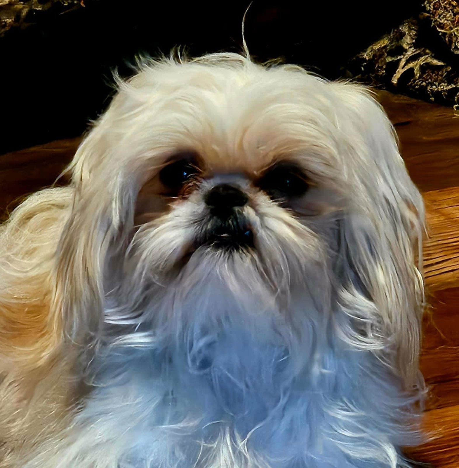 Small fluffy white dog with long fur sitting indoors on a wooden floor