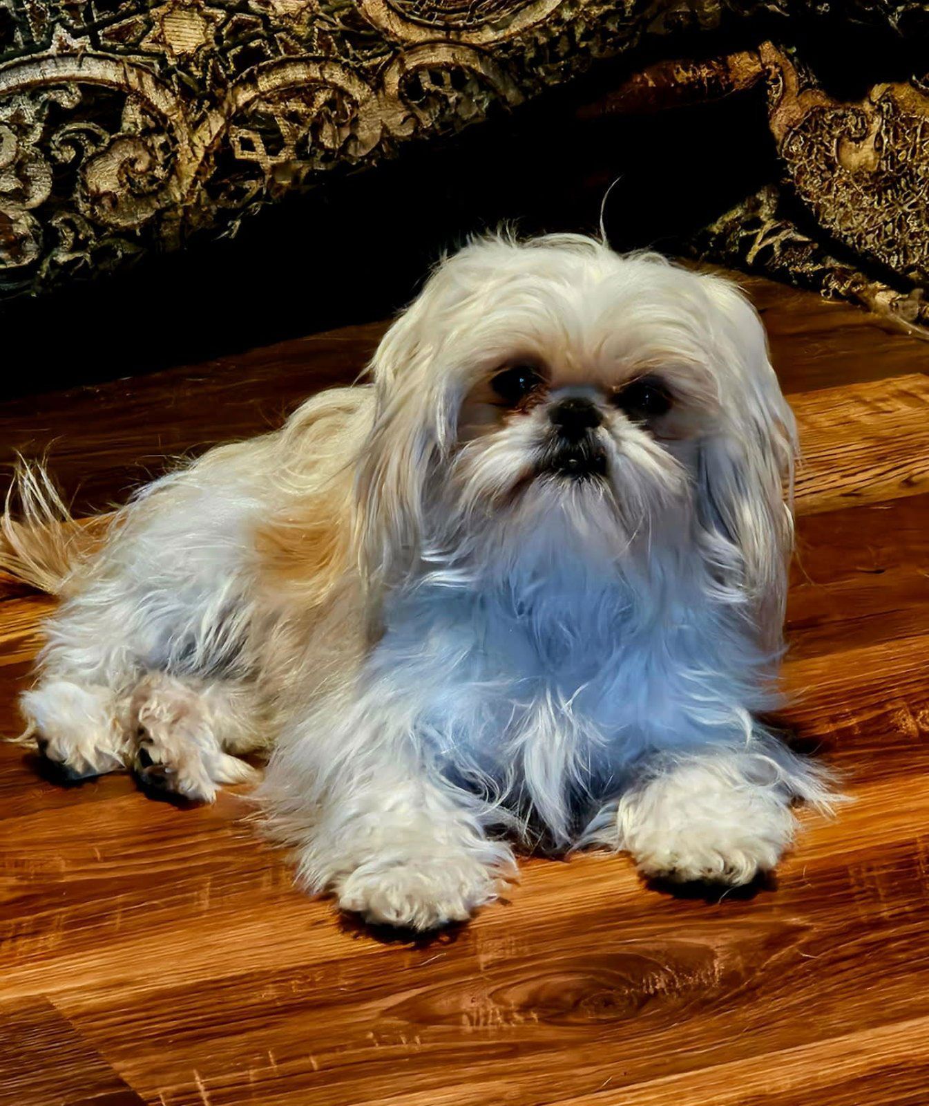 Small fluffy white dog lying on a wooden floor beside a patterned sofa.