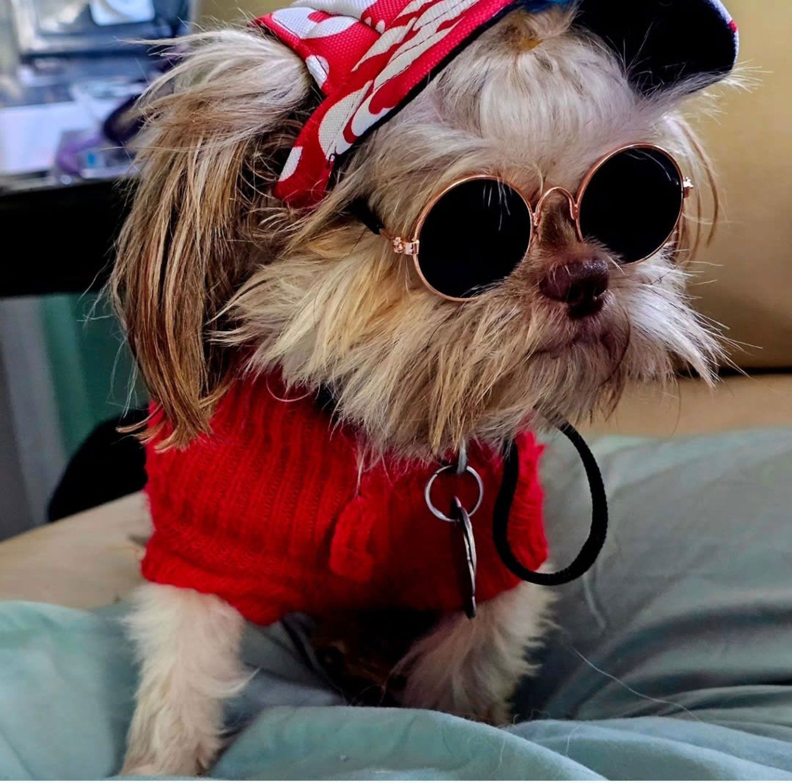 Small dog in red sweater with sunglasses and red bandana, sitting indoors on a bed
