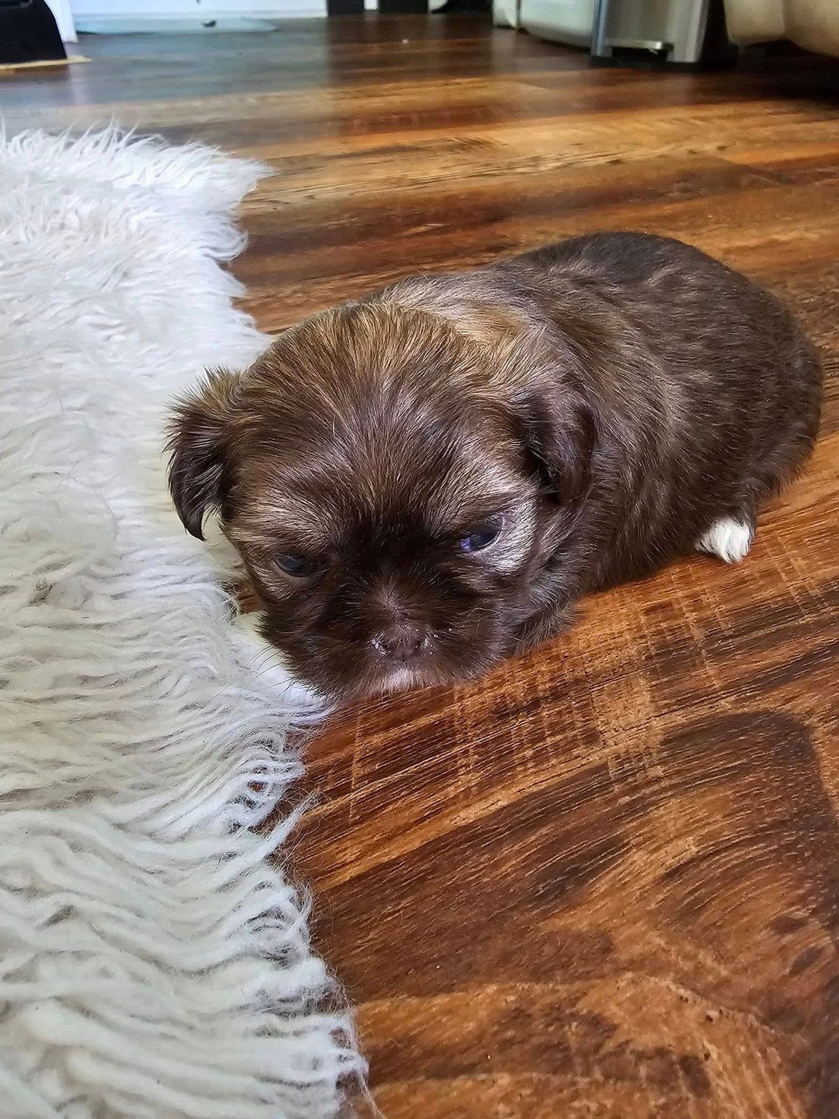 Small brown puppy resting on a wooden floor beside a white rug.