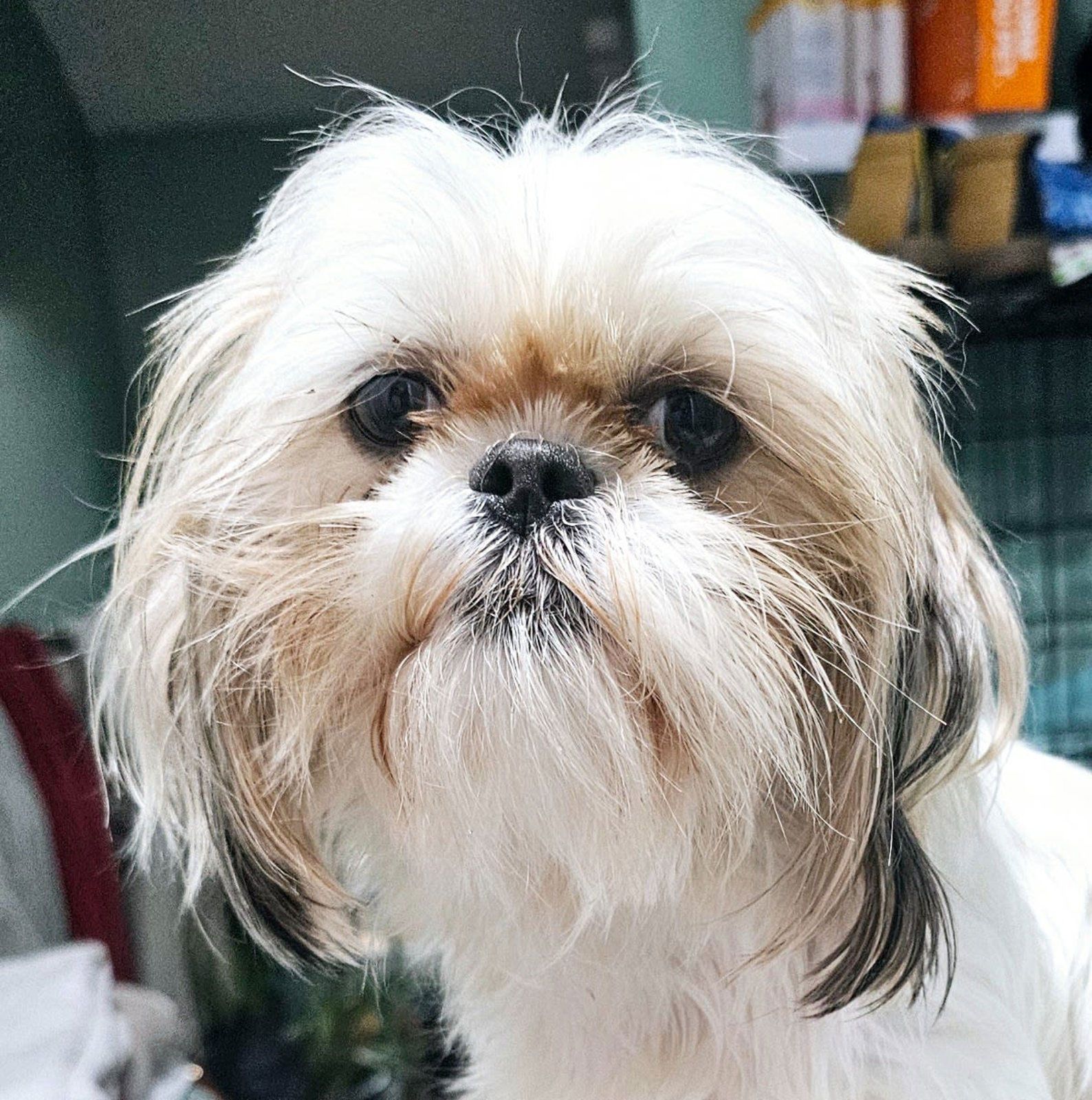 Small white and tan Shih Tzu dog with a shaggy face looking at the camera.