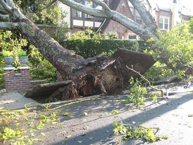 A tree that has fallen on the side of the road
