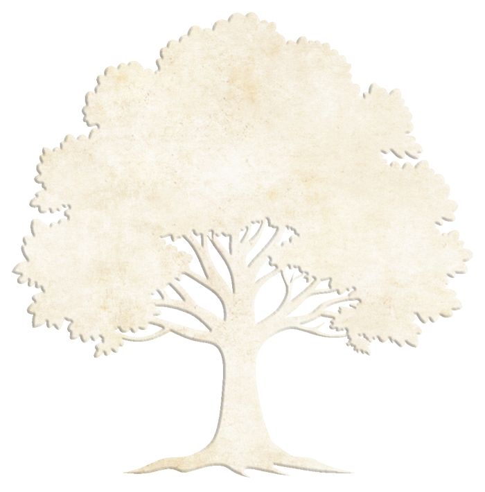 A drawing of a tree with a white background
