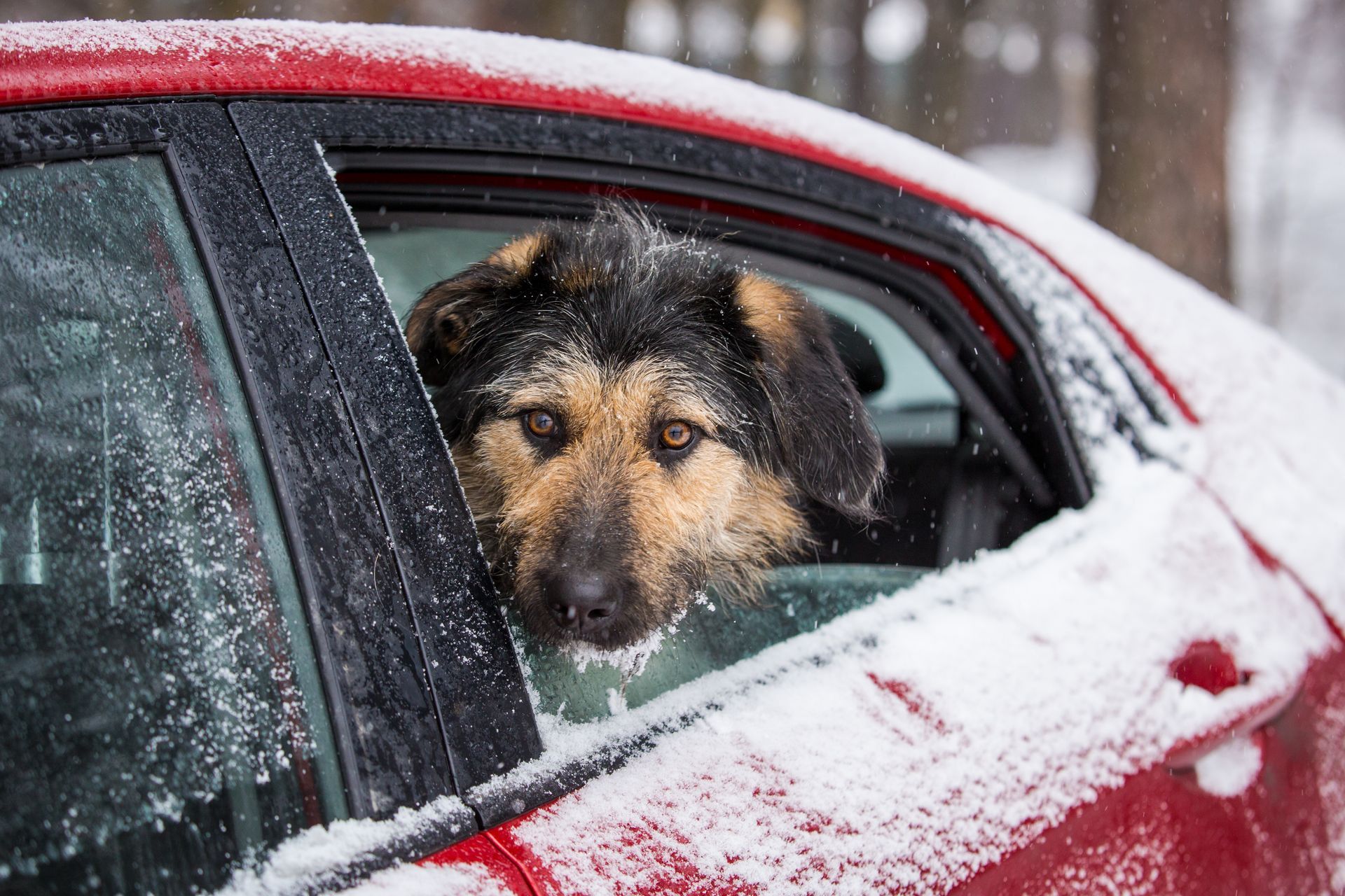 A dog with its head sticking out of a car window on a cold winter day. The dog appears chilly, with its ears slightly back, as light snow falls around it.