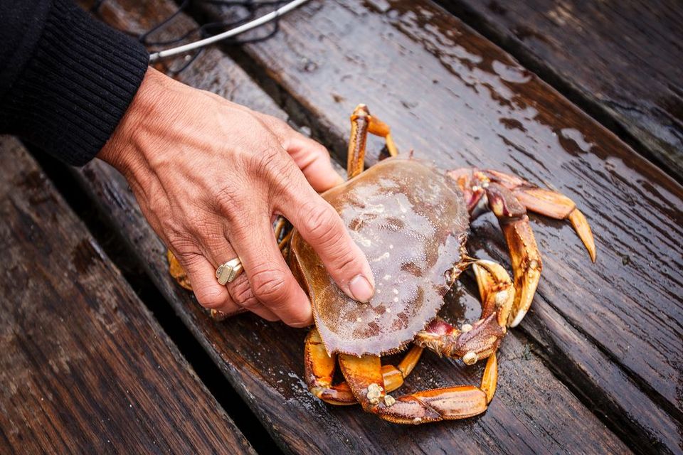A person is holding a crab on a wooden table.