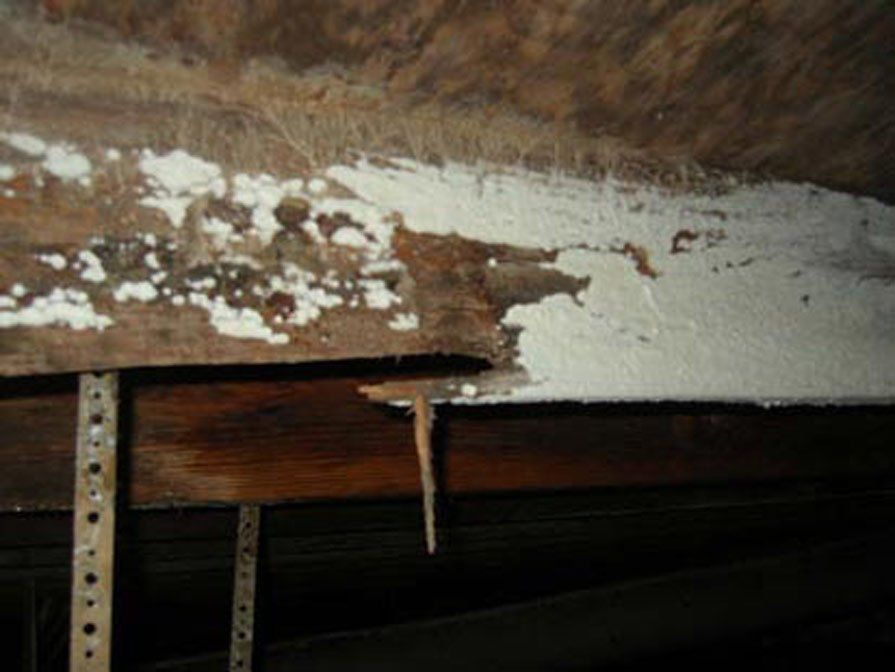 White rot on joist in crawl space.