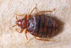 Large Bed Bugs on fabric.