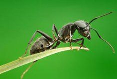 Ant on grass piece.