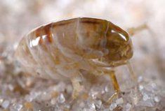 Close up of mature flea