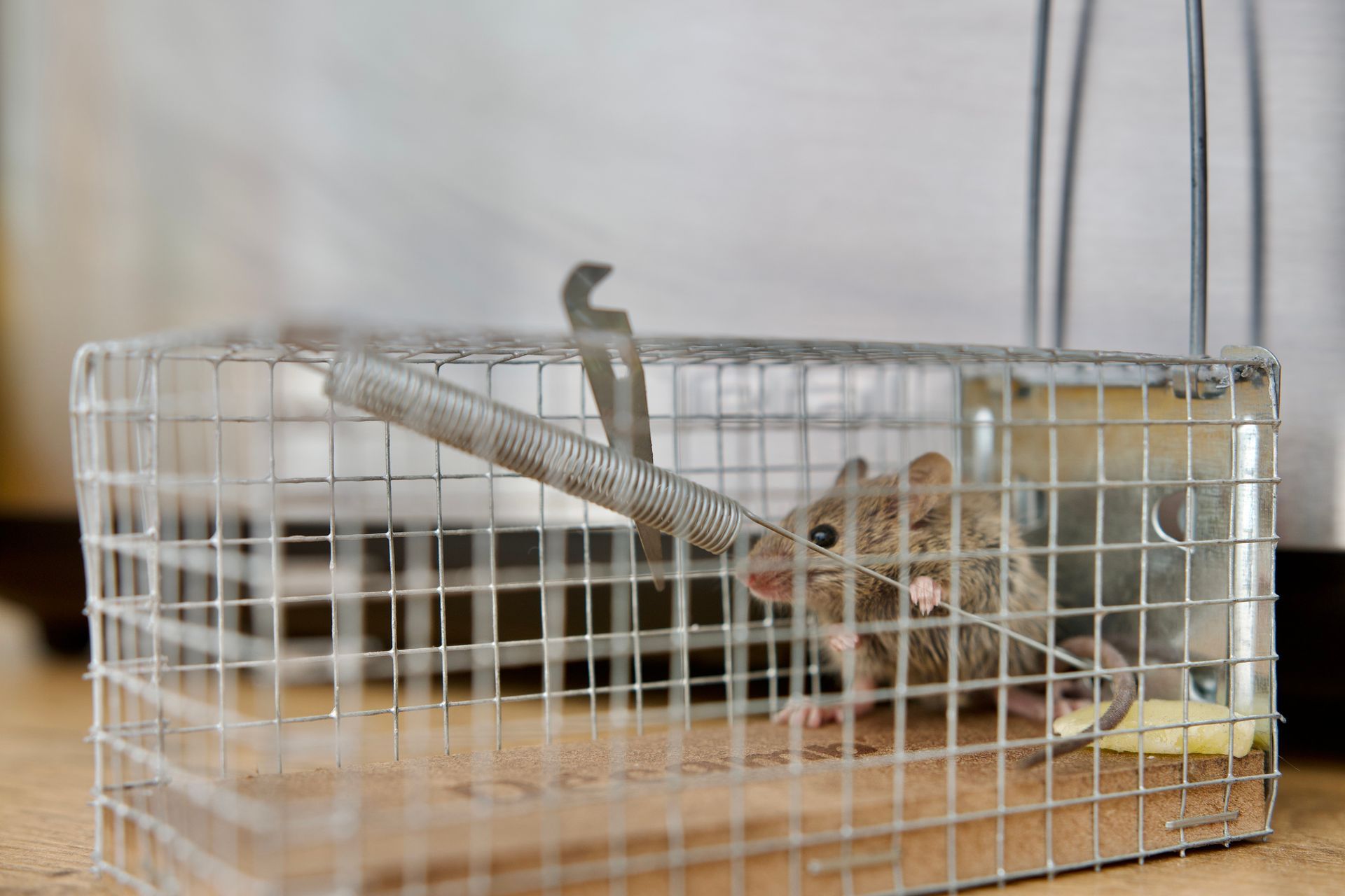 Mouse trap with a living mouse inside in a kitchen.