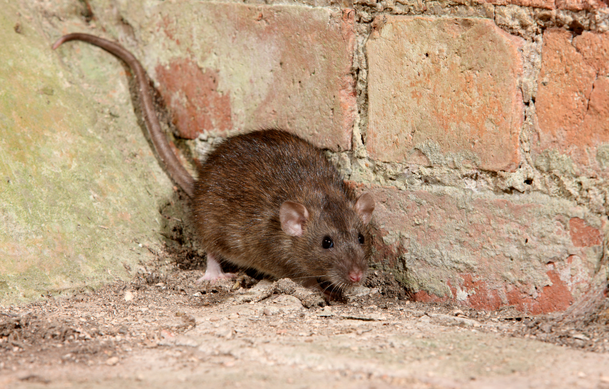 Large rat cornered against brick wall.