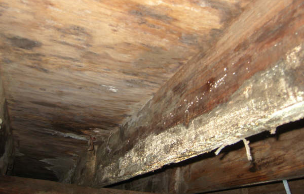 Wood destroying funal damage to joists and subfloor in crawl space.