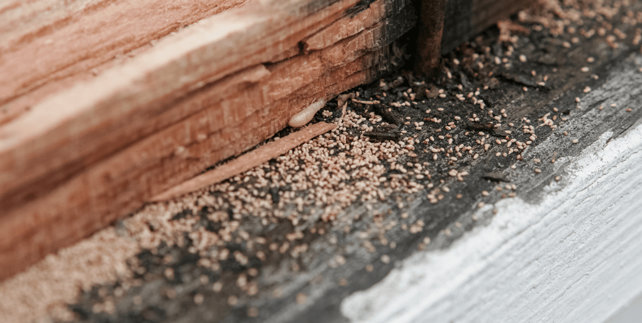 Termites eating damaged wood.