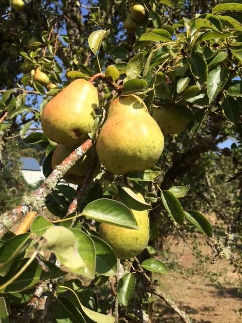 A bunch of pears are hanging from a tree branch.