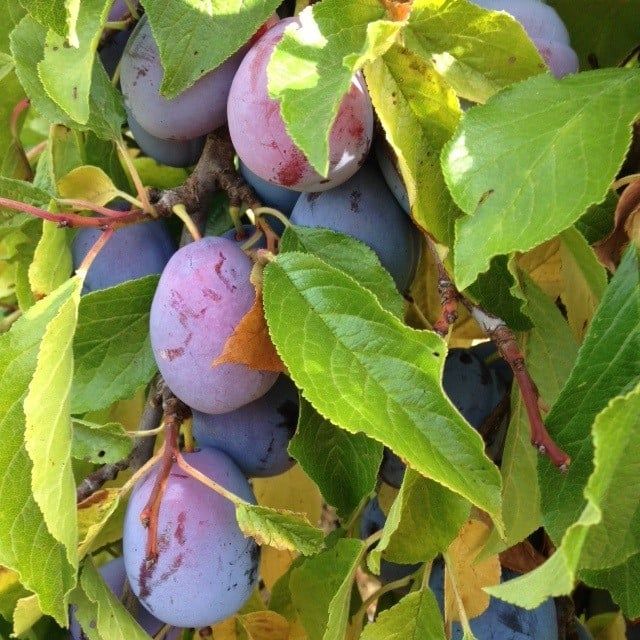 Purple plums hanging from a tree with green leaves