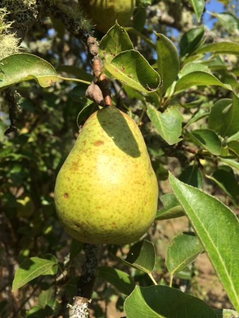 A pear is hanging from a tree branch surrounded by green leaves.