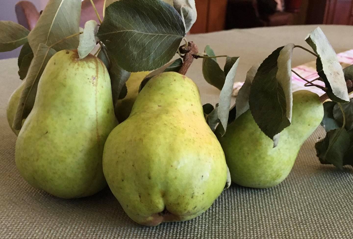 A bunch of green pears with leaves on a table