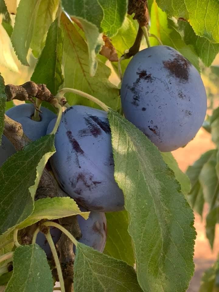Two purple plums are hanging from a tree branch.