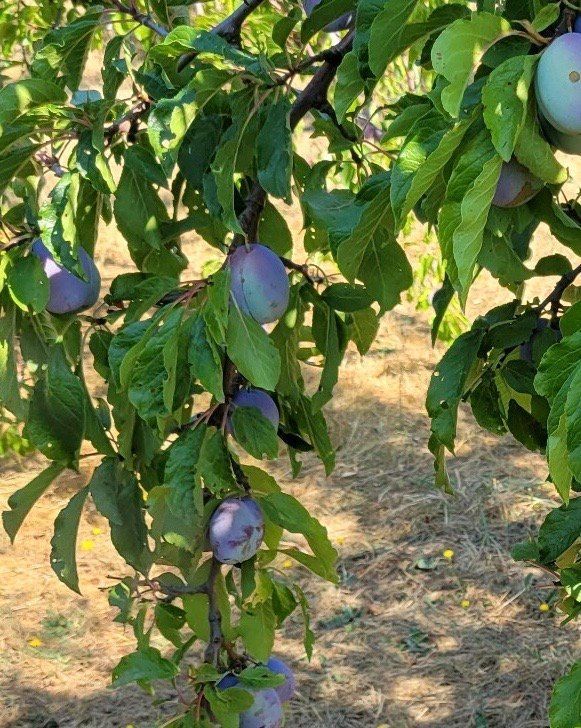 Purple plums are growing on a tree with green leaves.